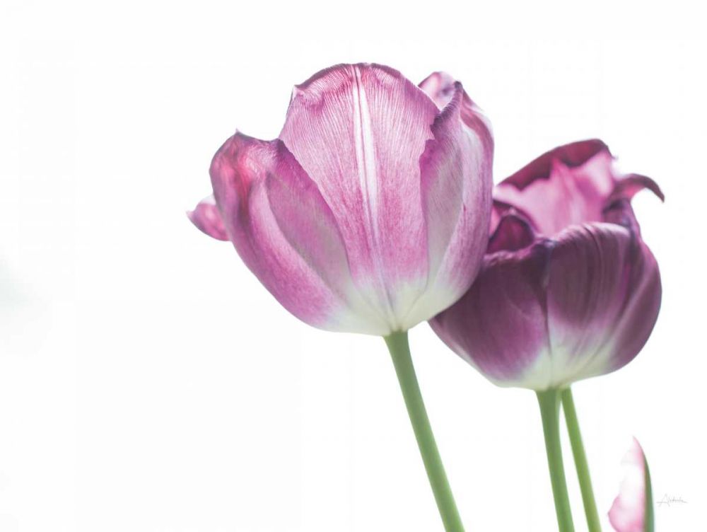 Tulip Time I art print by Aledanda for $57.95 CAD