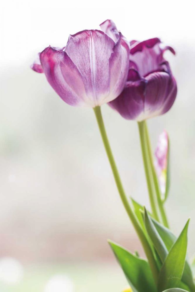 Tulip Time II art print by Aledanda for $57.95 CAD
