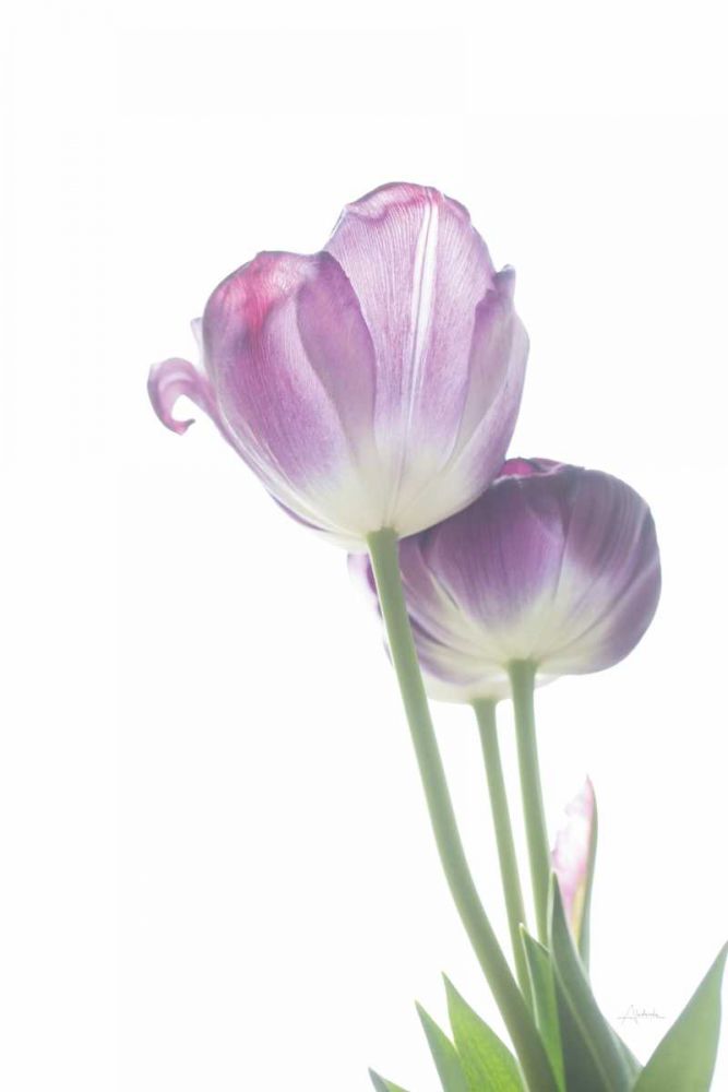 Tulip Time III art print by Aledanda for $57.95 CAD