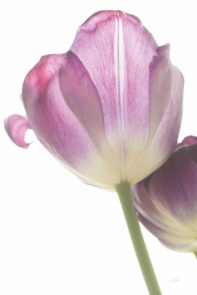 Tulip Time IV art print by Aledanda for $57.95 CAD