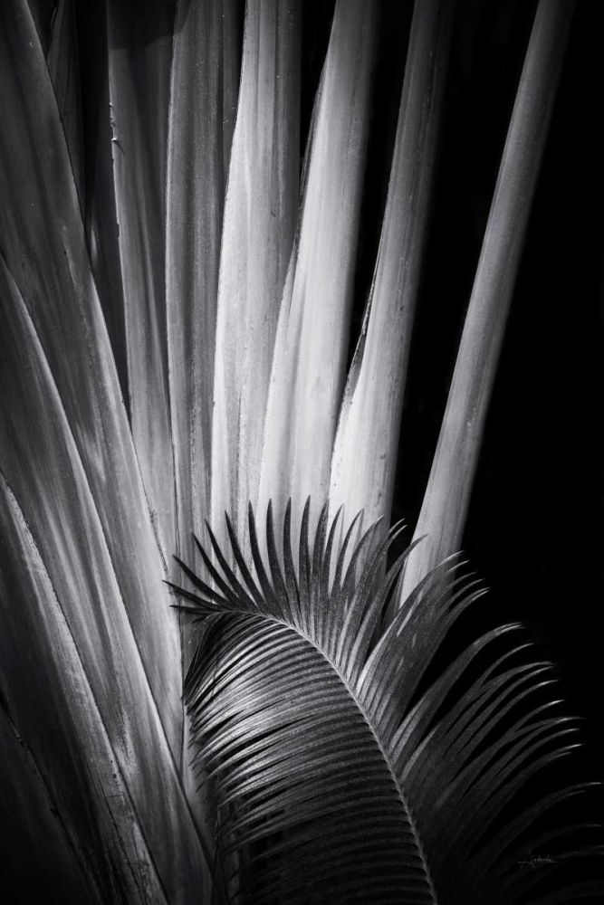 Tropical II art print by Aledanda for $57.95 CAD