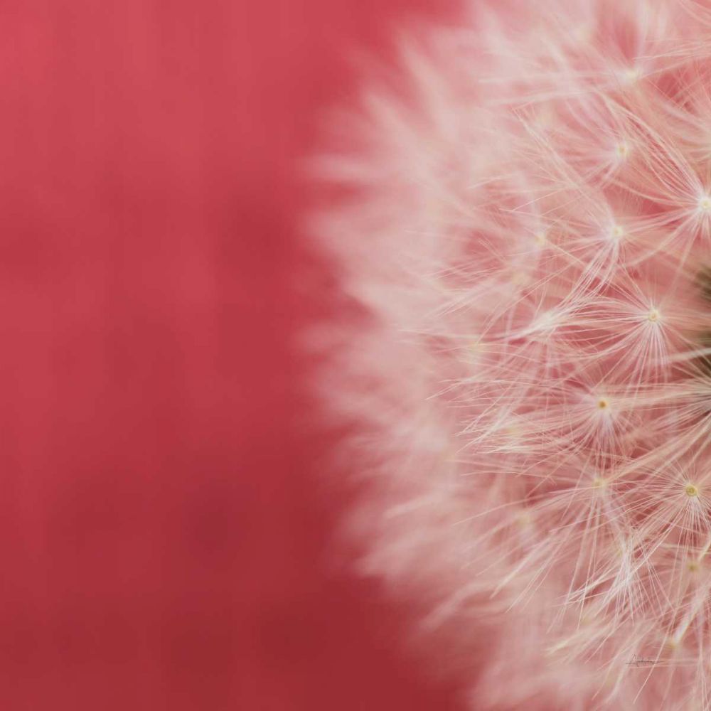 Dandelion on Red II art print by Aledanda for $57.95 CAD