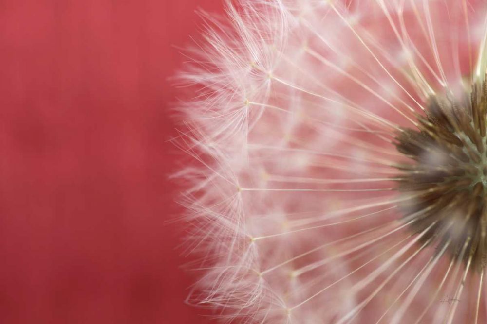 Dandelion on Red III art print by Aledanda for $57.95 CAD