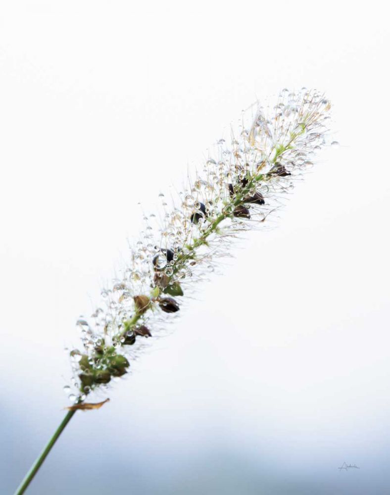 Seeds and Water I art print by Aledanda for $57.95 CAD