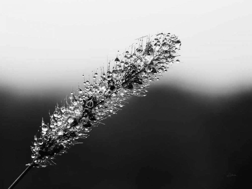 Seeds and Water II art print by Aledanda for $57.95 CAD