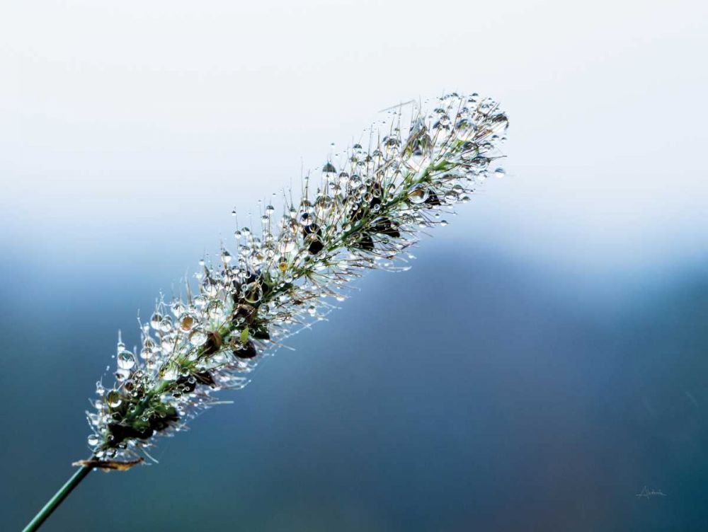 Seeds and Water III art print by Aledanda for $57.95 CAD
