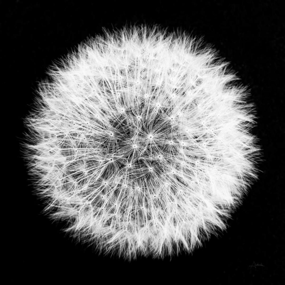 Dandelion on Black I art print by Aledanda for $57.95 CAD