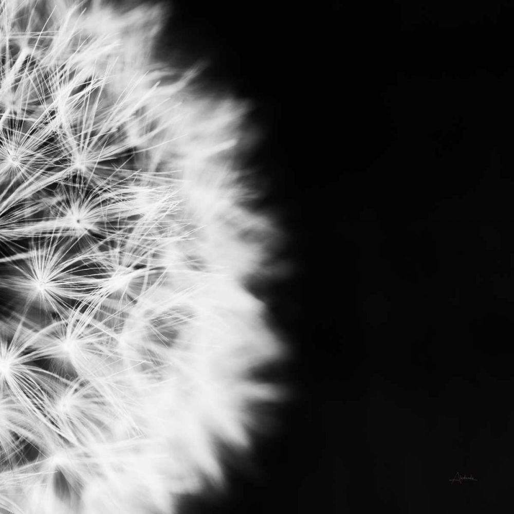 Dandelion on Black II art print by Aledanda for $57.95 CAD