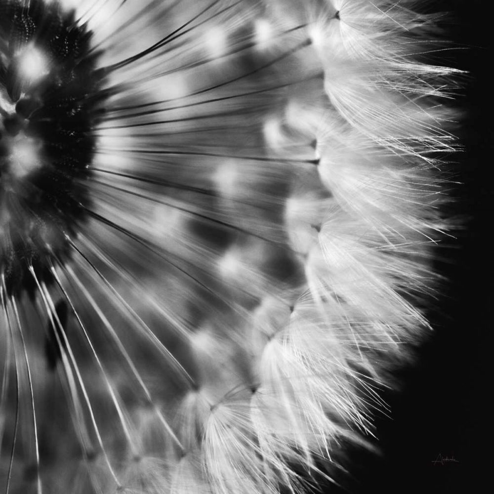 Dandelion on Black III art print by Aledanda for $57.95 CAD