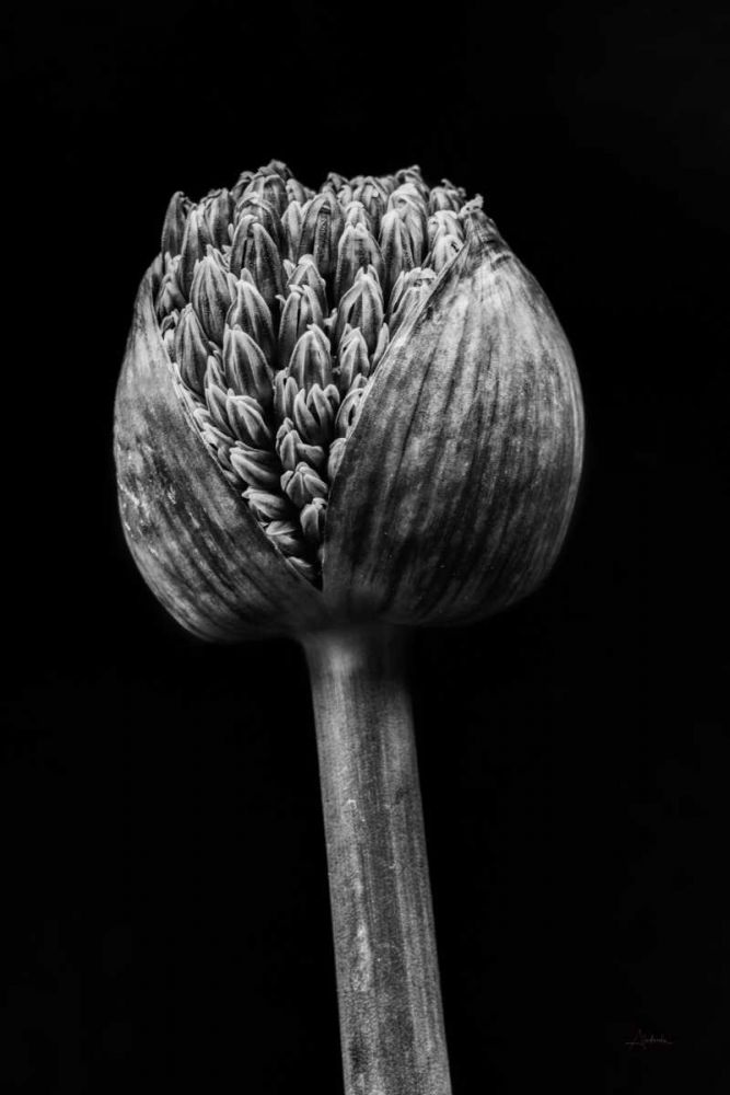 Allium I art print by Aledanda for $57.95 CAD