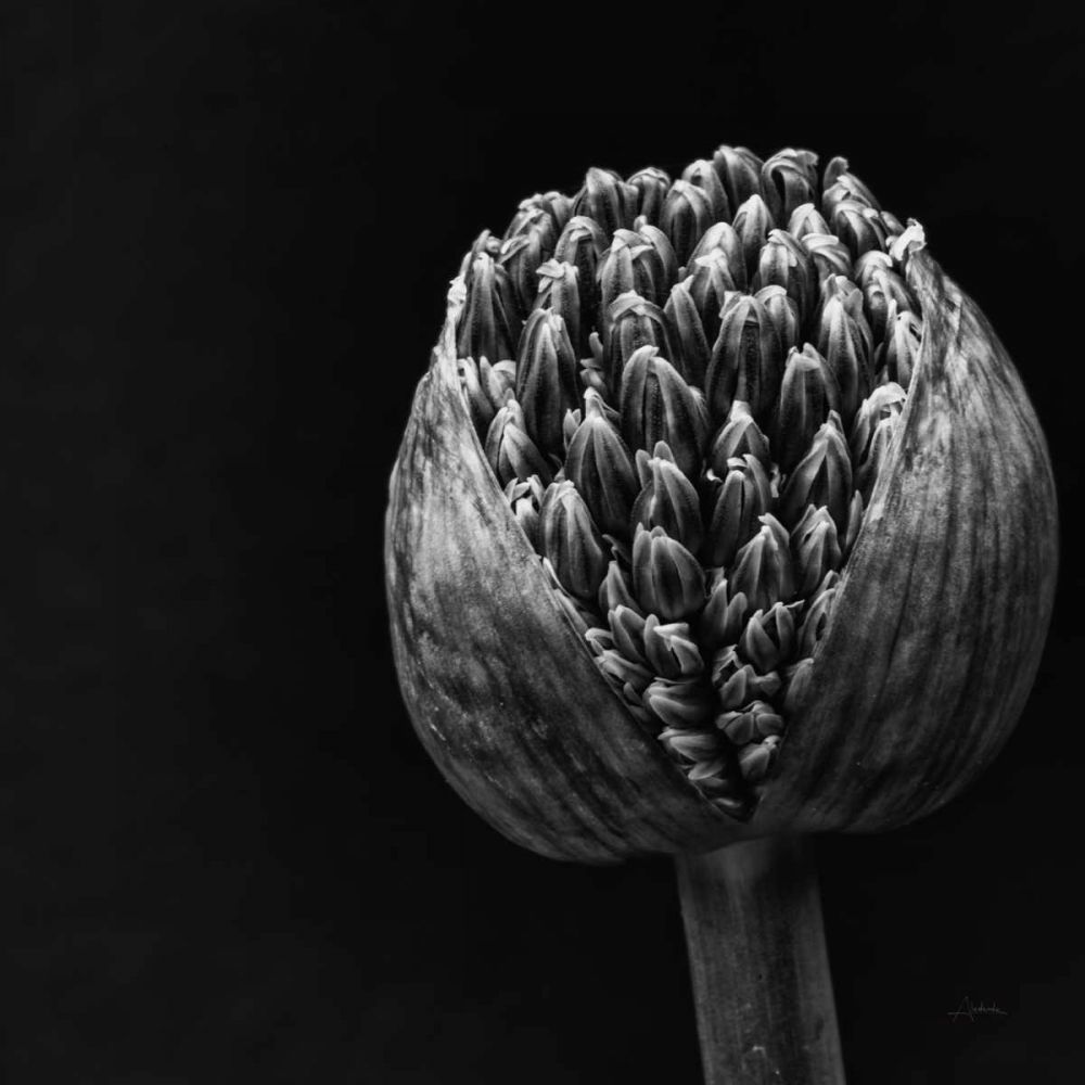 Allium II art print by Aledanda for $57.95 CAD