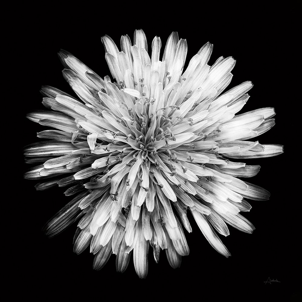 Yellow Flower I art print by Aledanda for $57.95 CAD