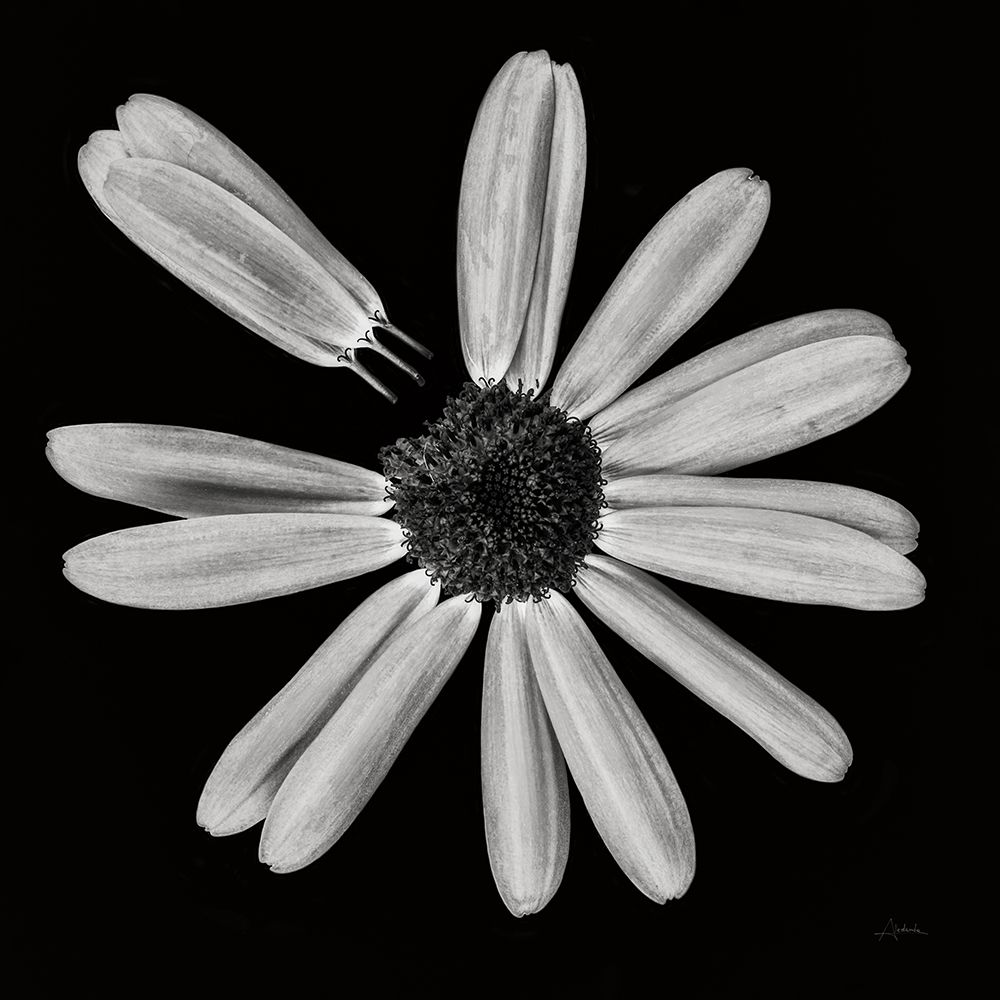 Yellow Flower IV art print by Aledanda for $57.95 CAD
