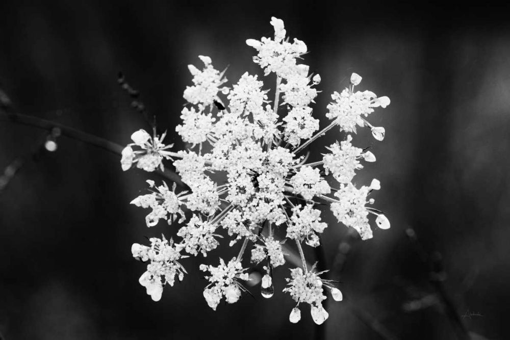 Diamond Brooch art print by Aledanda for $57.95 CAD