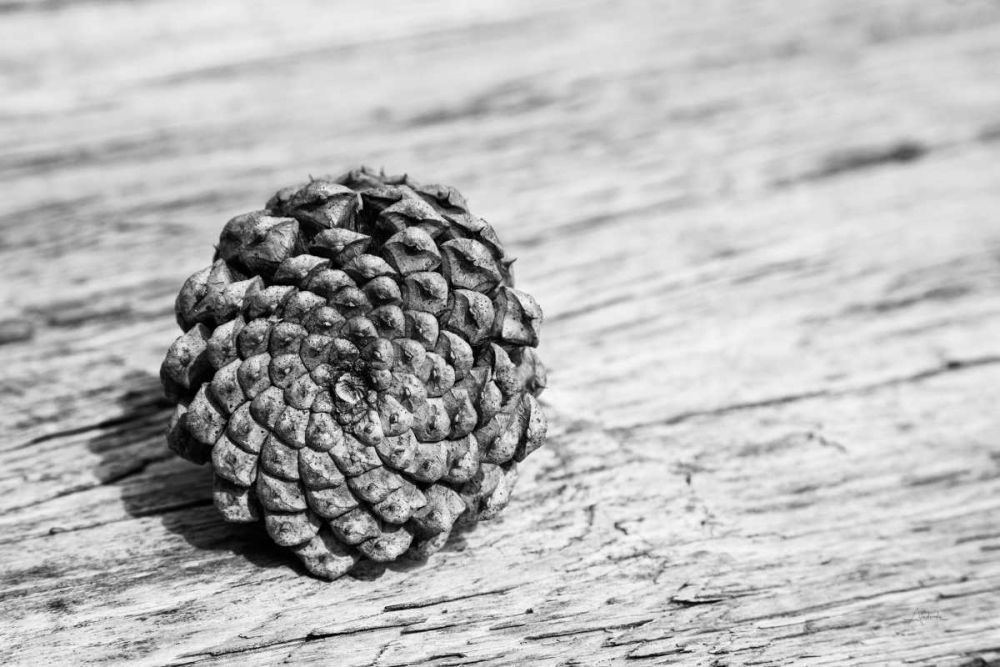 Pinecone art print by Aledanda for $57.95 CAD
