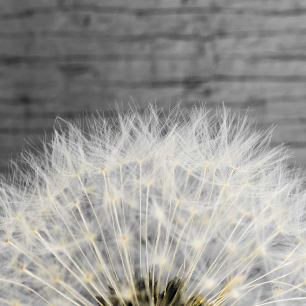 Delicate Dandelion art print by Aledanda for $57.95 CAD
