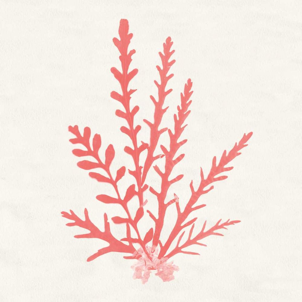 Pacific Sea Mosses III Coral art print by Wild Apple Portfolio for $57.95 CAD