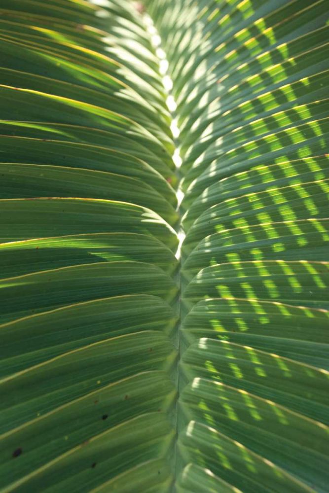 Palm Detail I art print by Wild Apple Portfolio for $57.95 CAD
