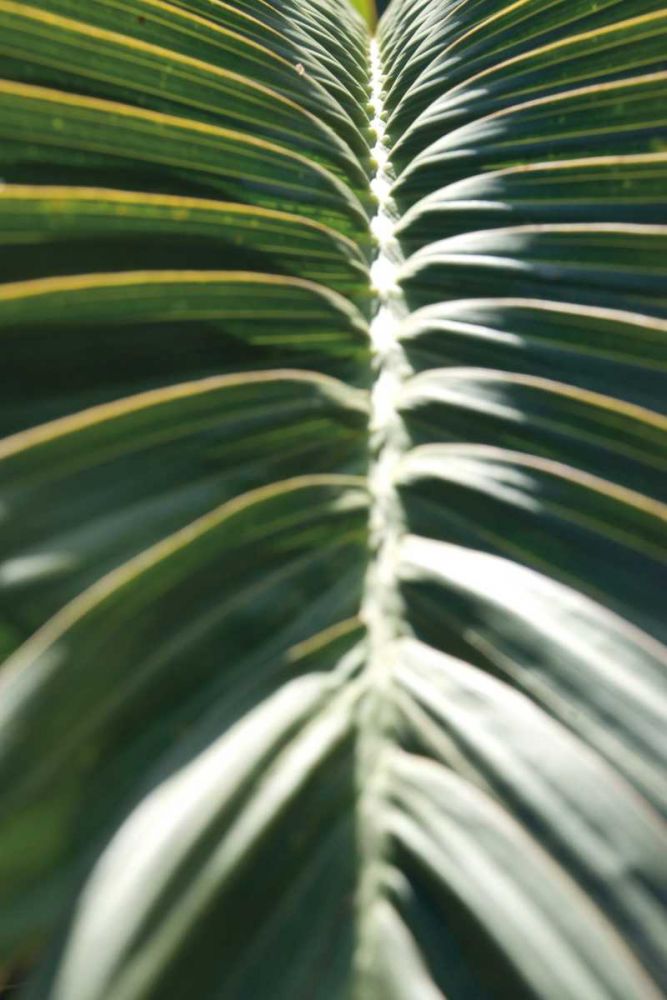 Palm Detail II art print by Wild Apple Portfolio for $57.95 CAD