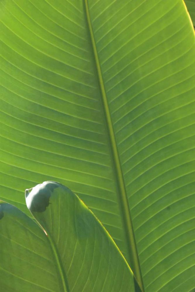 Palm Detail III art print by Wild Apple Portfolio for $57.95 CAD