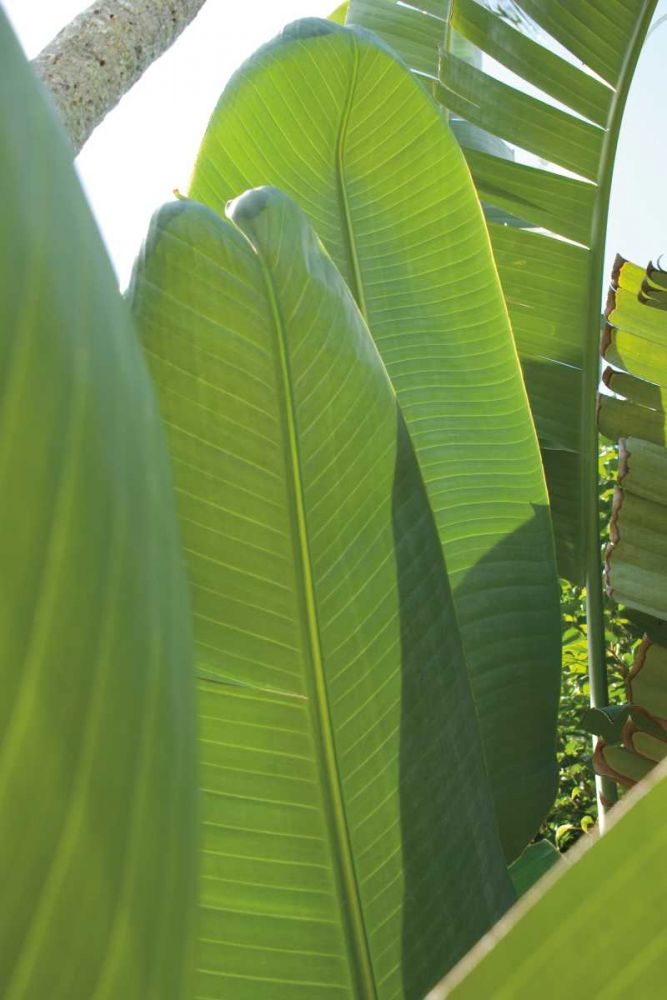 Palm Detail IV art print by Wild Apple Portfolio for $57.95 CAD