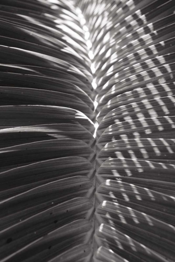 Palm Detail I BW art print by Wild Apple Portfolio for $57.95 CAD