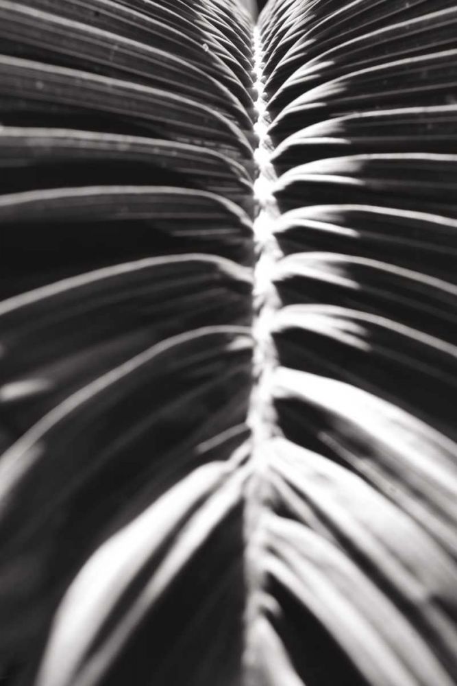 Palm Detail II BW art print by Wild Apple Portfolio for $57.95 CAD
