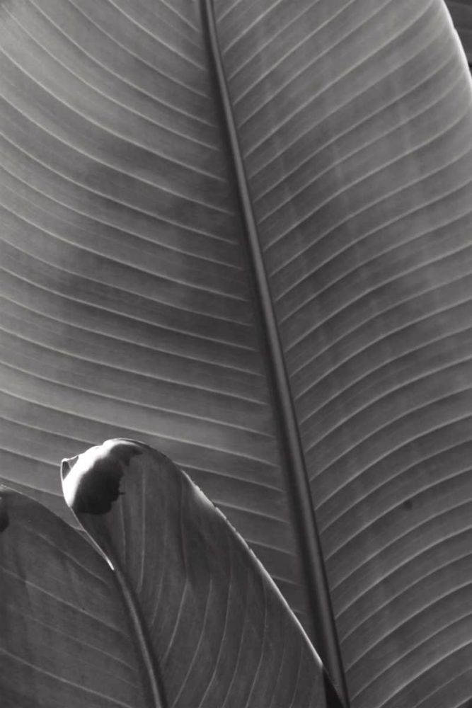 Palm Detail III BW art print by Wild Apple Portfolio for $57.95 CAD