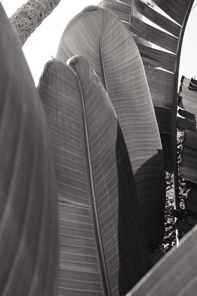 Palm Detail IV BW art print by Wild Apple Portfolio for $57.95 CAD
