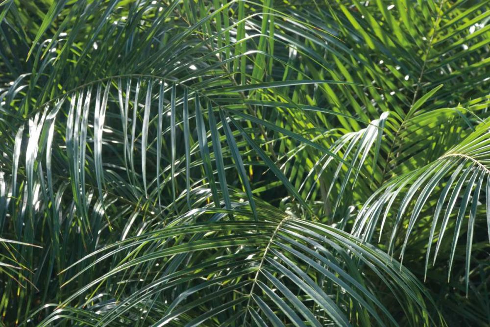 Tropical Fronds art print by Wild Apple Portfolio for $57.95 CAD