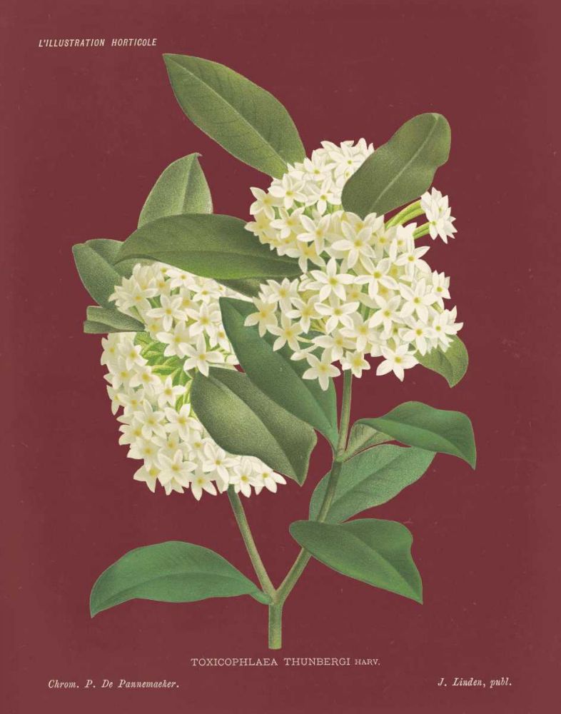 Winter Sweet Pomegranate art print by Wild Apple Portfolio for $57.95 CAD
