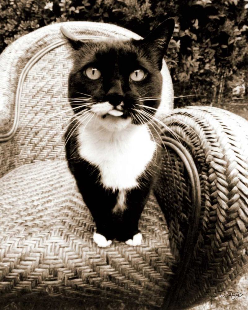 Kitty I art print by Jim Dratfield for $57.95 CAD