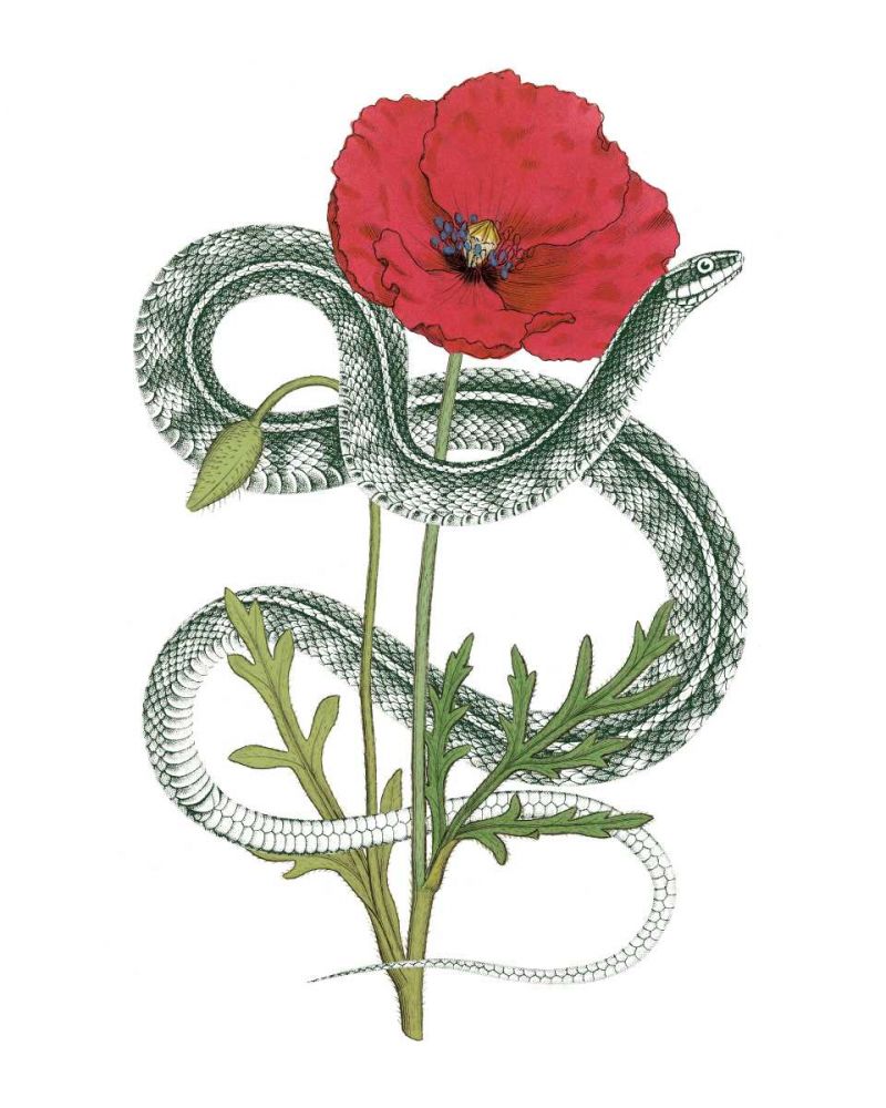 Natural Beauty I art print by Wild Apple Portfolio for $57.95 CAD