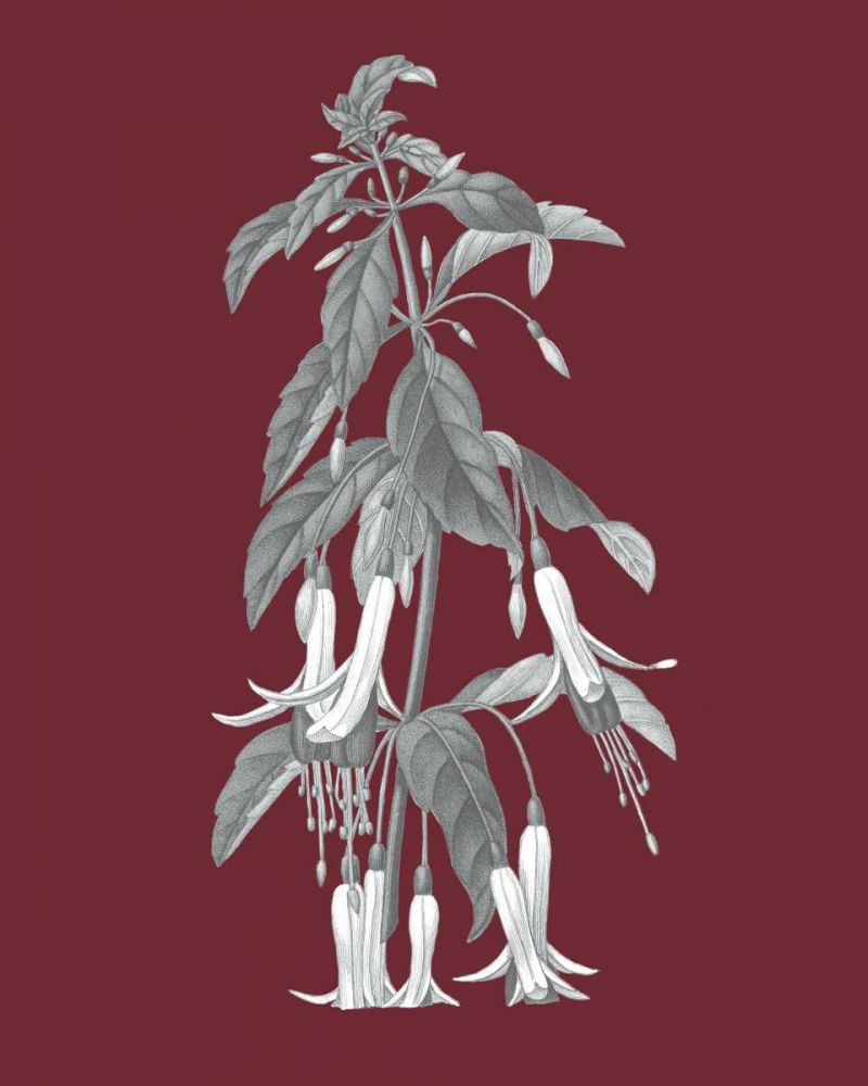 Pomegranate Botanical I art print by Wild Apple Portfolio for $57.95 CAD
