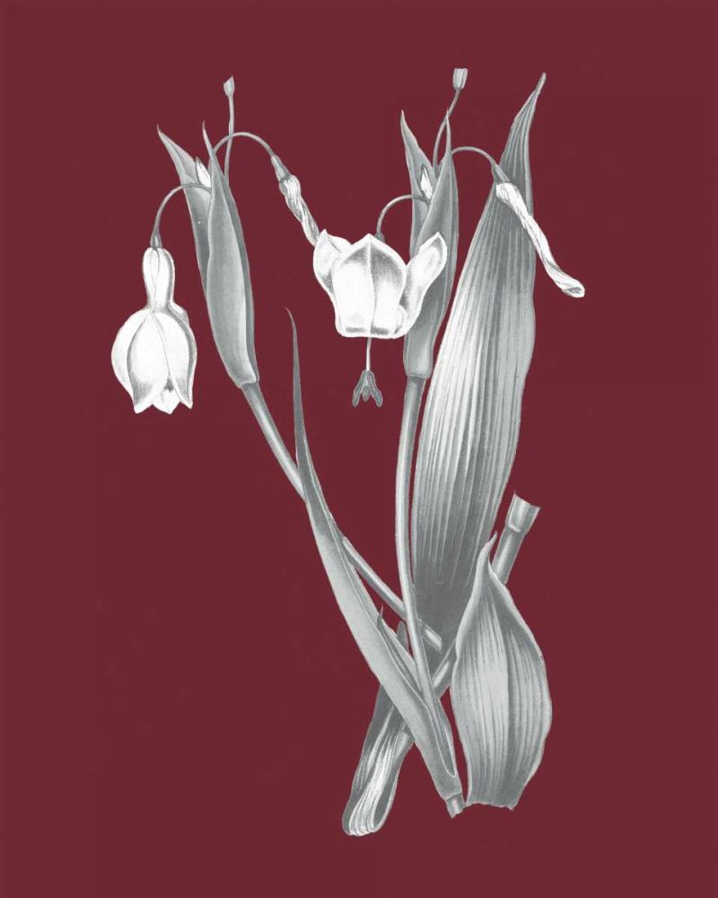 Pomegranate Botanical II art print by Wild Apple Portfolio for $57.95 CAD