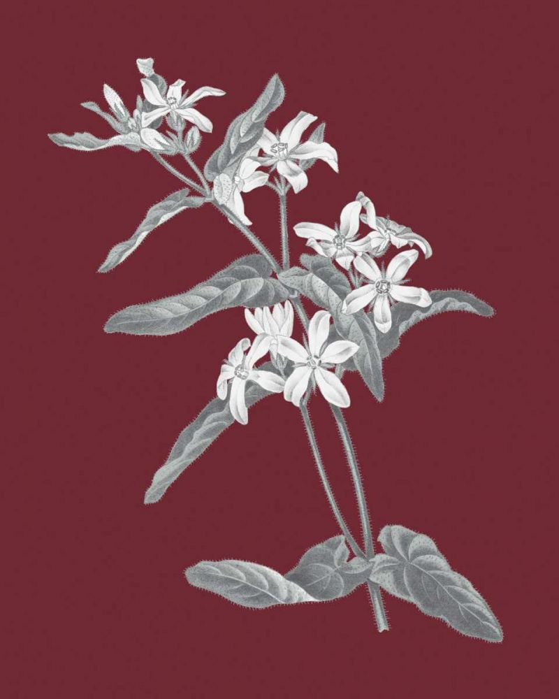 Pomegranate Botanical IV art print by Wild Apple Portfolio for $57.95 CAD