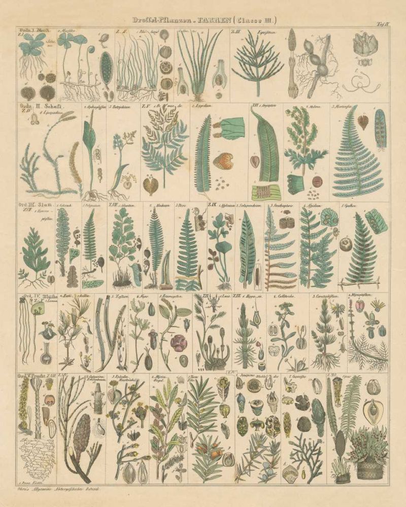 Fern Chart art print by Wild Apple Portfolio for $57.95 CAD