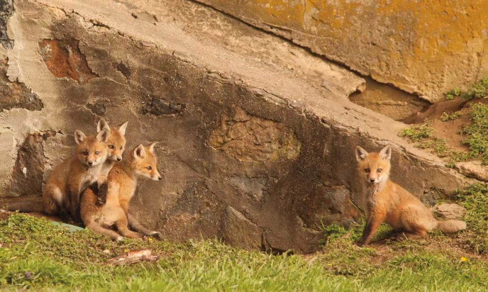 Fox Cubs I art print by Aledanda for $57.95 CAD