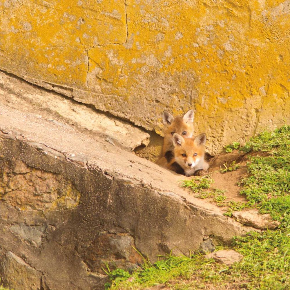 fox Cubs II art print by Aledanda for $57.95 CAD
