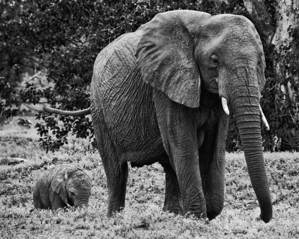 Mama and Baby Elephant I art print by Aledanda for $57.95 CAD