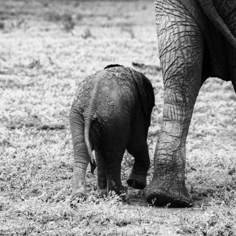 Mama and Baby Elephant II art print by Aledanda for $57.95 CAD