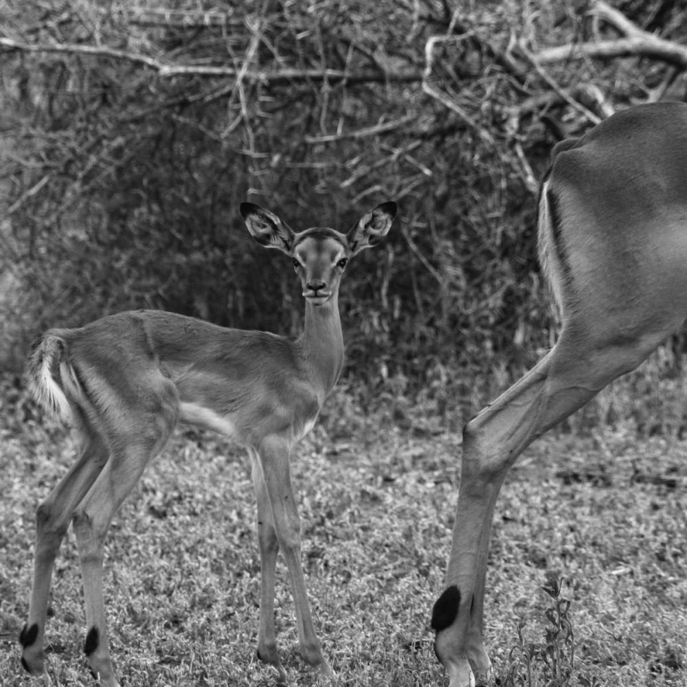 Impala and Baby art print by Aledanda for $57.95 CAD