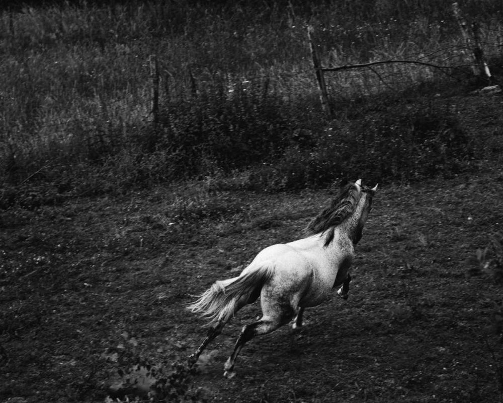 Running Horse art print by Aledanda for $57.95 CAD