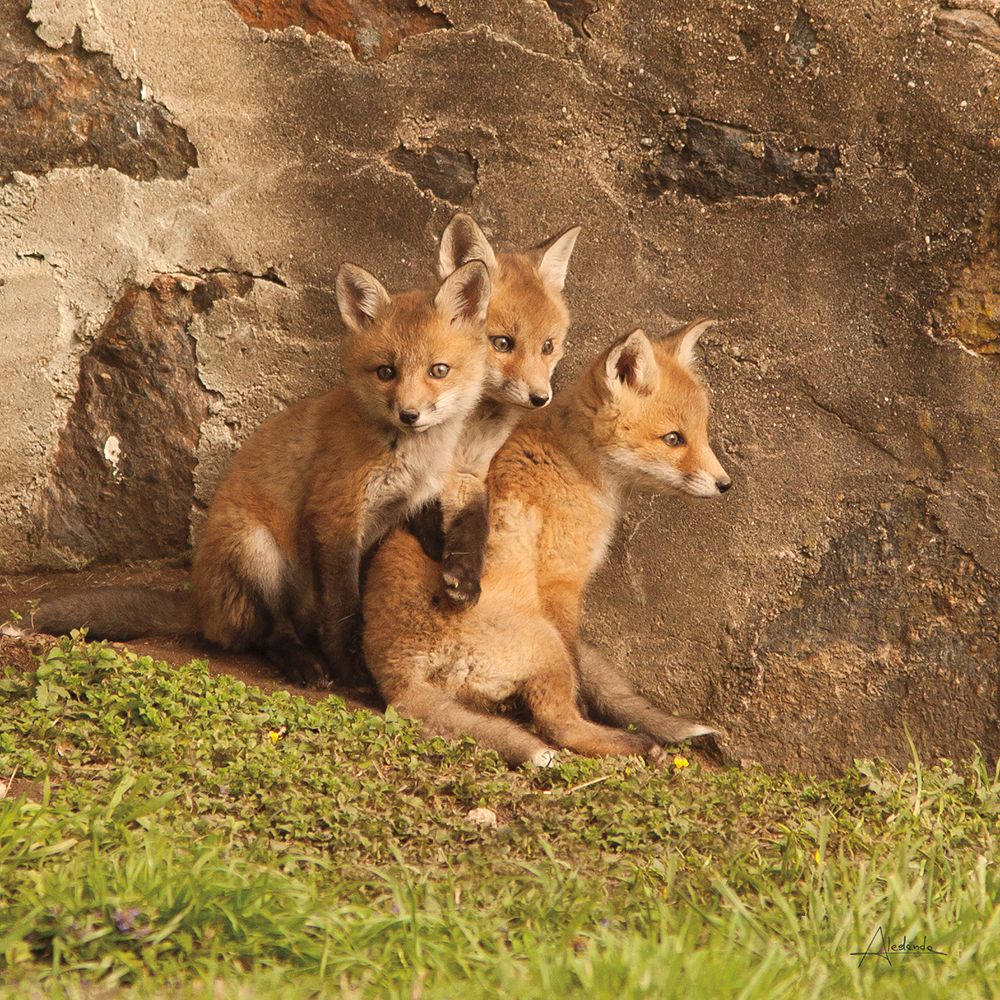 Fox Cubs III art print by Aledanda for $57.95 CAD