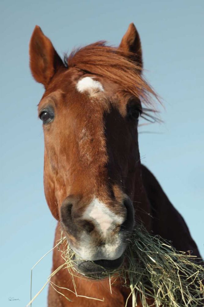 Feeding Time art print by Sue Schlabach for $57.95 CAD