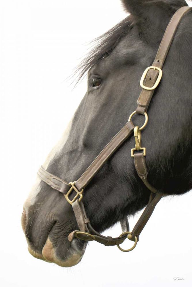 In Halter art print by Sue Schlabach for $57.95 CAD