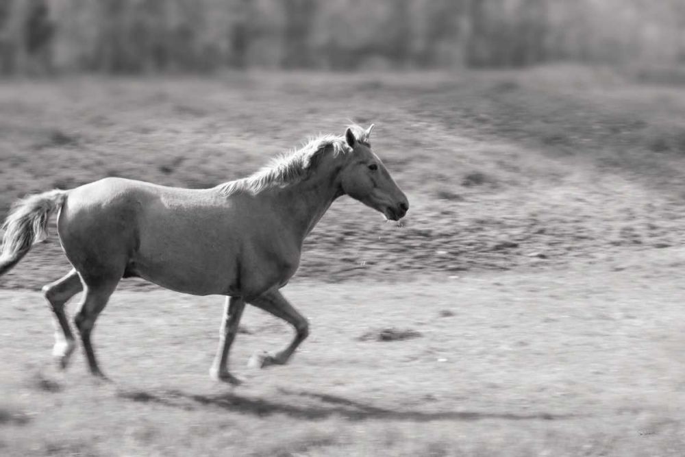 Pasture Run art print by Sue Schlabach for $57.95 CAD