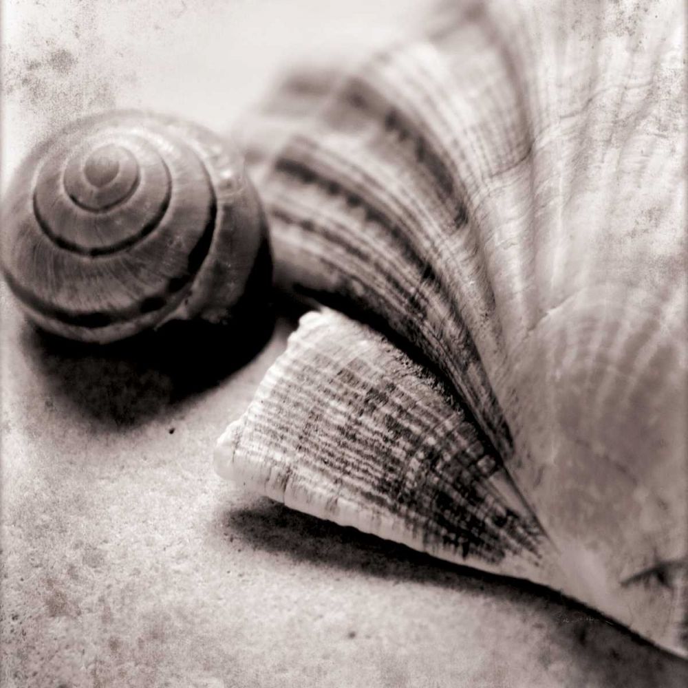 Ocean Treasures Square art print by Sue Schlabach for $57.95 CAD