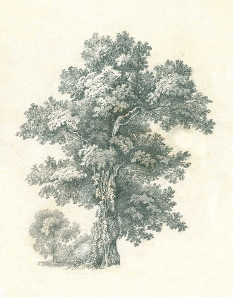 Tree Study I art print by Wild Apple Portfolio for $57.95 CAD