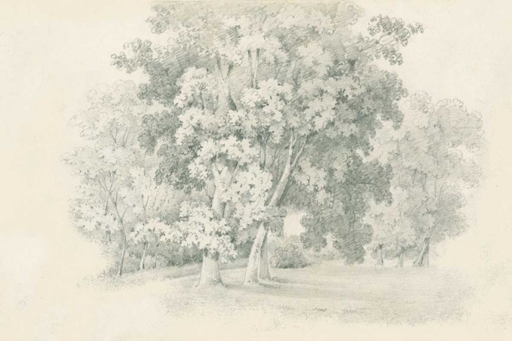 Edge of the Woods Sketch art print by Wild Apple Portfolio for $57.95 CAD